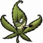 Cannabis